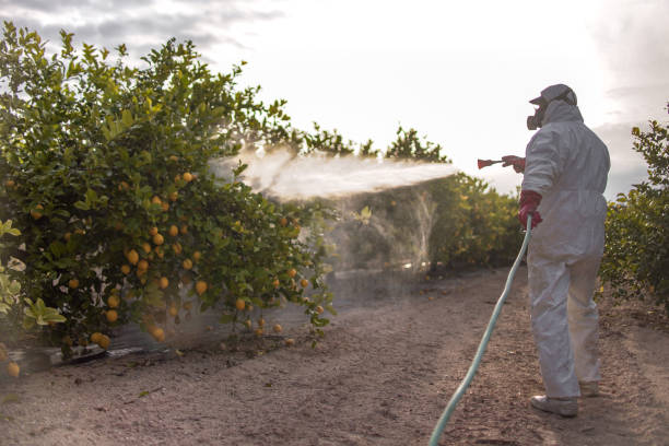 Best Affordable Pest Control Services  in Scottsbluff, NE