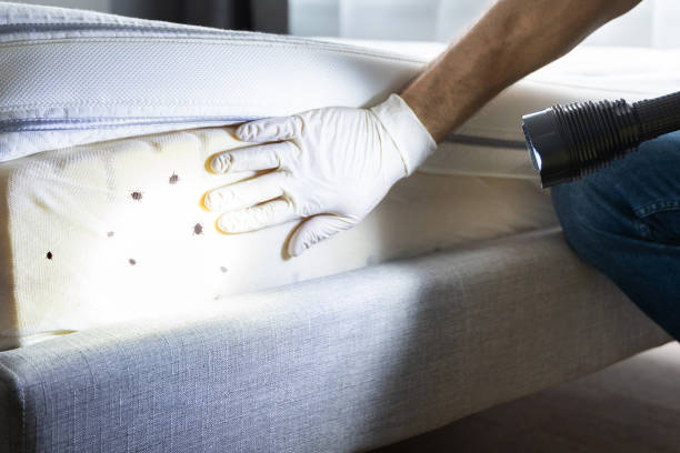 Best Affordable Pest Control Services  in Scottsbluff, NE