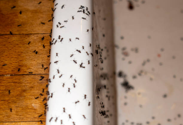 Best Affordable Pest Control Services  in Scottsbluff, NE